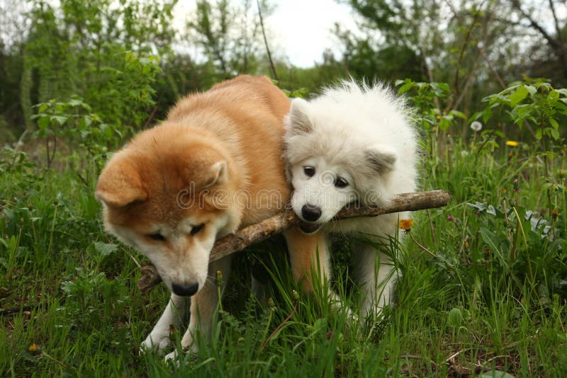 Dog Breed Akita X Samoyed Japanese Akita Inu Akita Names Male