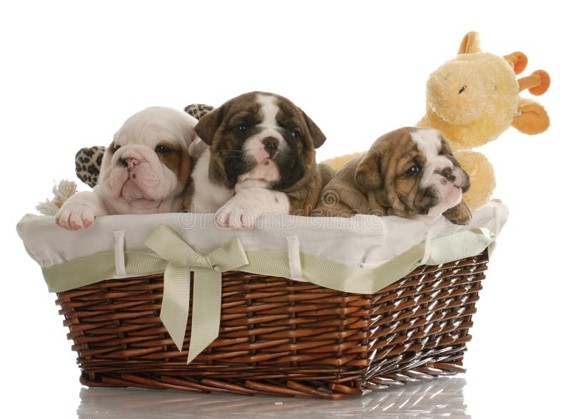Puppies in a basket royalty free stock images