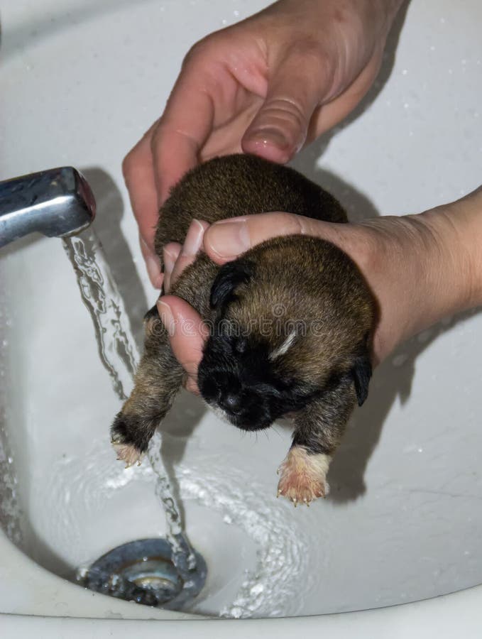 Puppies in a Bath stock image. Image of ears, smiling 3221105
