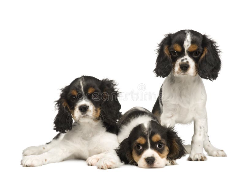 Puppies Cavalier King Charles Spaniel (3 months)