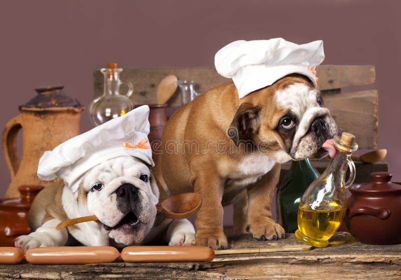 puppies in chef s hat