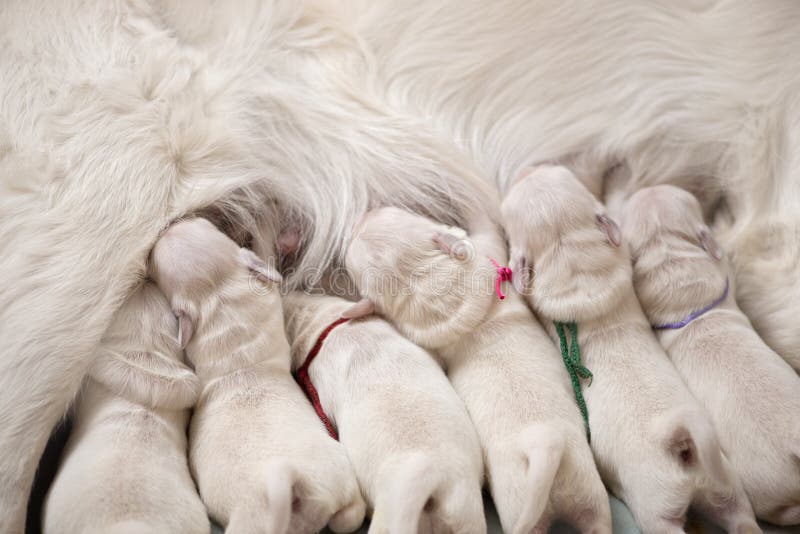 Can Newborn Puppies Drink Human Breast Milk