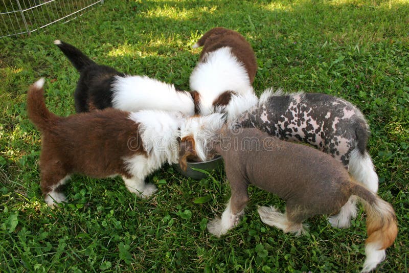 Litter Puppies Eating Stock Photos Free Royalty Free Stock