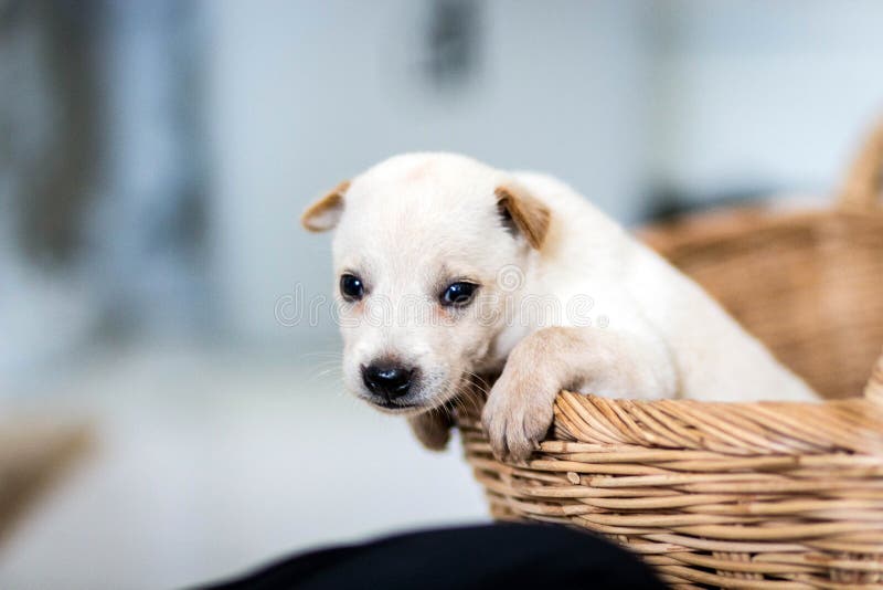 11,674 Excited Animal Stock Photos - Free & Royalty-Free Stock Photos from Dreamstime 11,674 Excited Animal Stock Photos - Free & Royalty-Free Stock Photos from Dreamstime