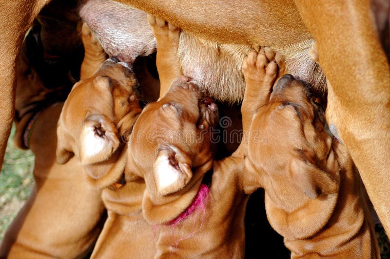 Three beautiful little five weeks old Rhodesian Ridgeback hound dog puppies with cute expression in their faces drinking their mother's milk outdoors. Rhodesian puppies stock images, royalty-free photos and pictures