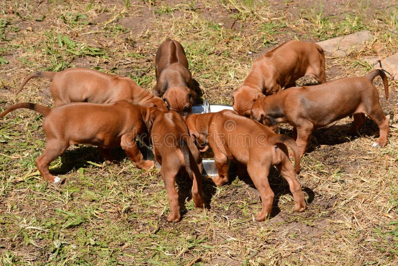 Basura de Siete hambriento de pura raza cachorros de tarta común alrededor el gran plata un tazón alimentación.