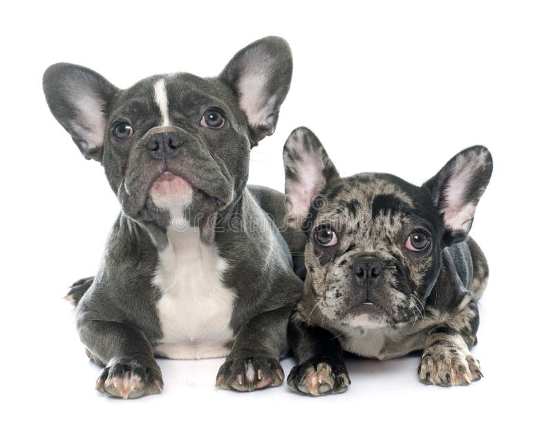 Cățeluși buldog francezi royalty free stock images