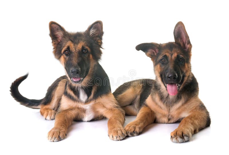 Puppies german shepherds stock image. Image of hair, cute - 23746669