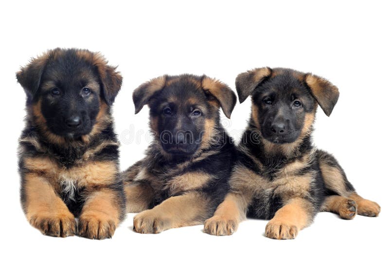 Puppies german shepherds