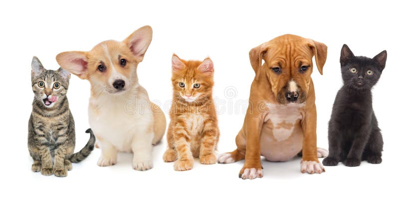 Puppies And Kittens Of Different Breeds Stock Image Image of mammal