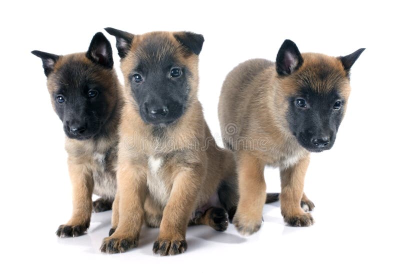 Puppies malinois stock photo. Image of canine, pedigree ...