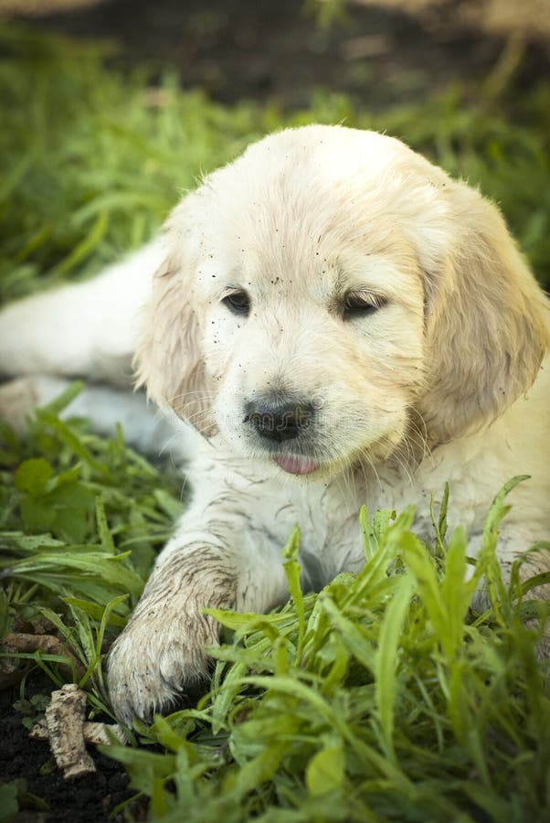 White golden retriever puppy in the grass