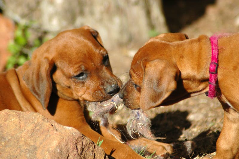 Two beautiful little cute Rhodesian Ridgeback hound dog puppies playing together in the backyard outdoors in summertime. Rhodesian puppies stock images, royalty-free photos and pictures