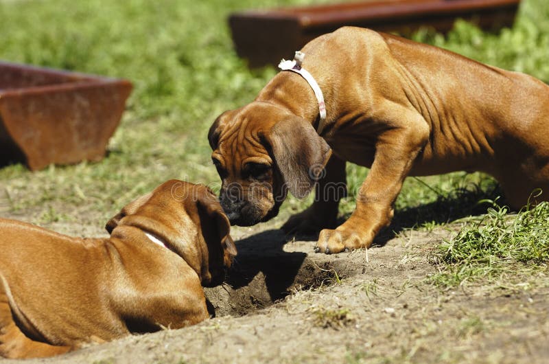 Two cute Rhodesian Ridgeback puppies playing together and communicate with each other. Rhodesian puppies stock images, royalty-free photos and pictures