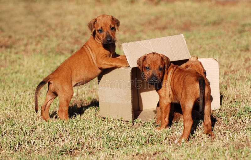 Three cute little purebred Rhodesian Ridgeback hound dog puppies playing in and with a cardboard box on the lawn outdoors. Rhodesian puppies stock images, royalty-free photos and pictures