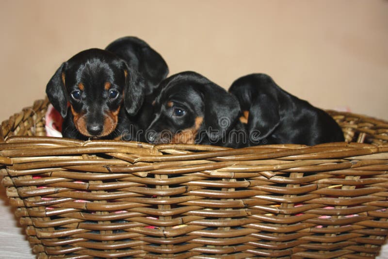Puppies purebred dachshund in wicker basket.