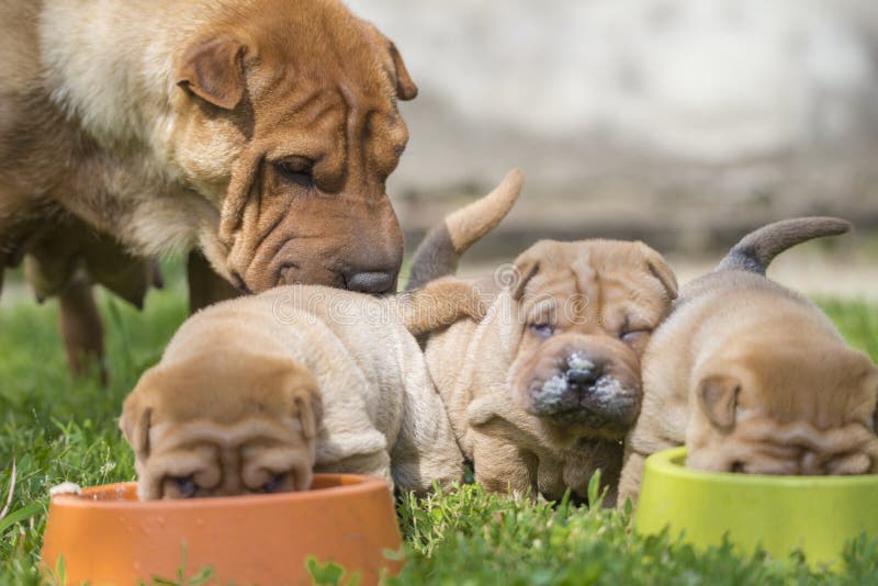 puppies sharpei στοκ φωτογραφία puppies sharpei στοκ φωτογραφία