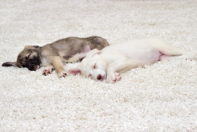 Puppies sleeping stock image. Image of carpet, domestic 74506813