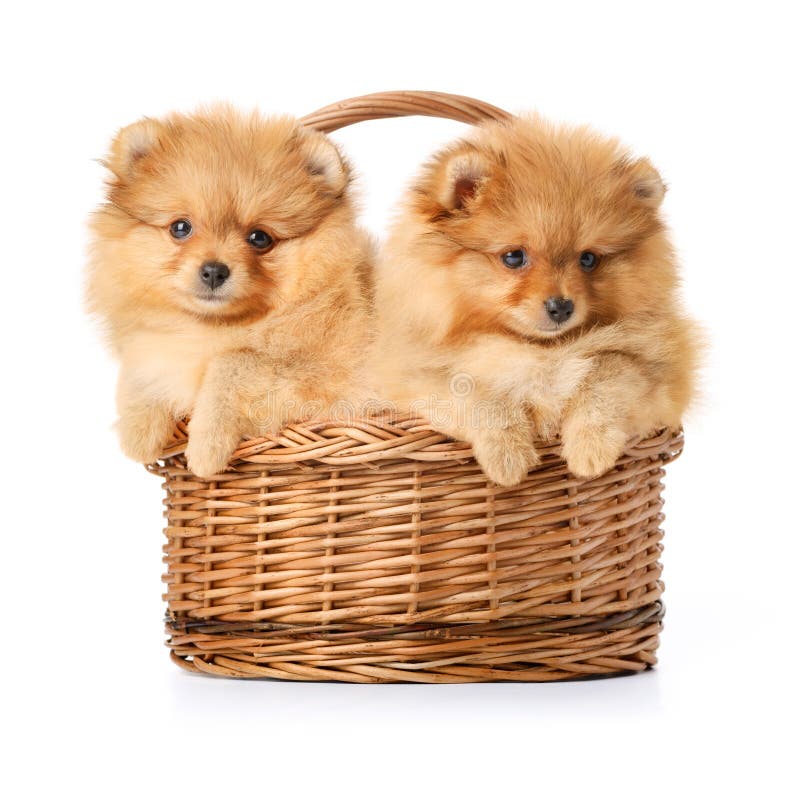 Puppies royalty free stock photography