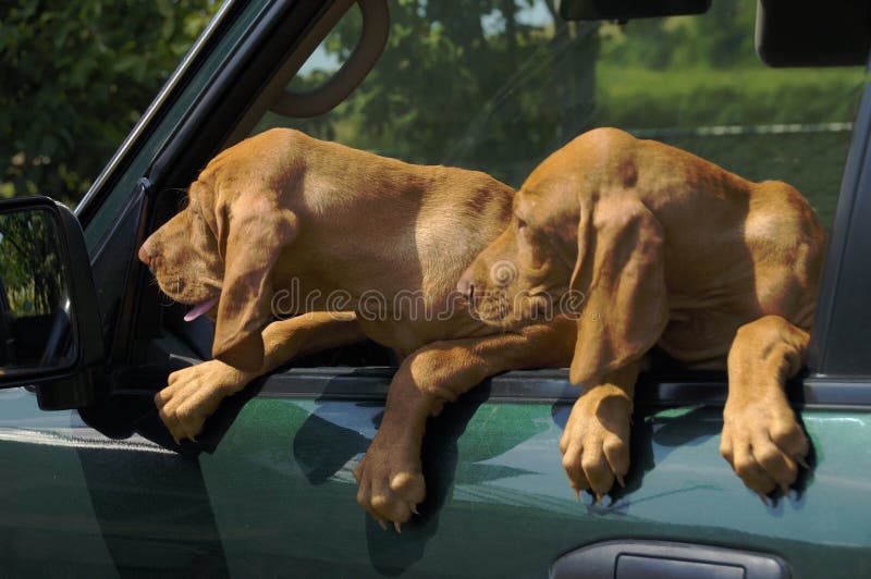 Puppies Watching Car Mirror