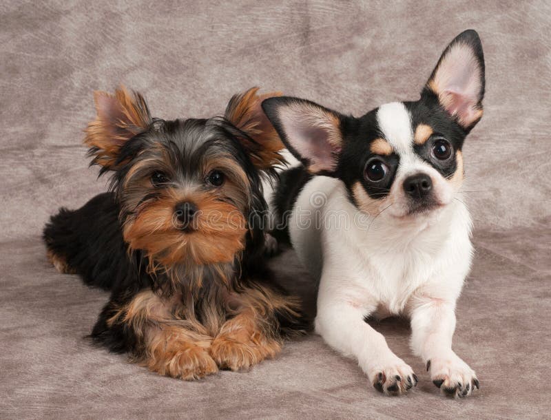 Puppies of Yorkshire Terrier and Chihuahua Stock Photo Image of