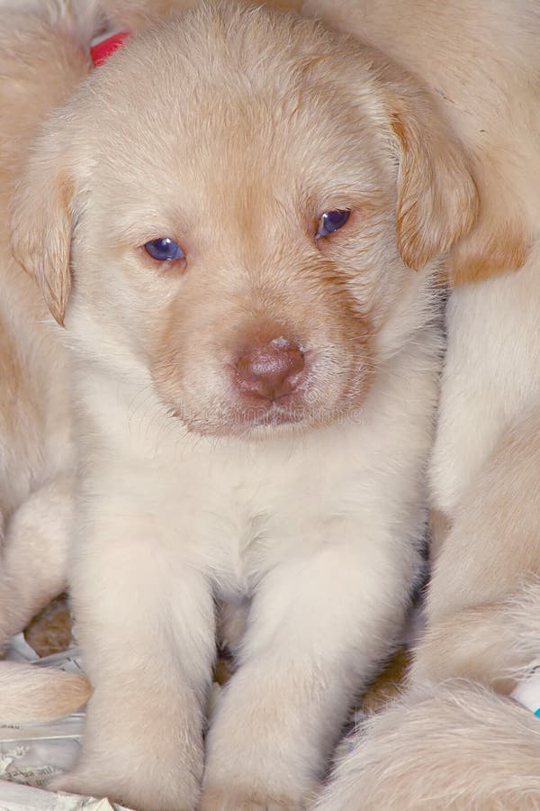 Puppies5.jpg immagine stock libera da diritti Puppies5.jpg immagine stock libera da diritti
