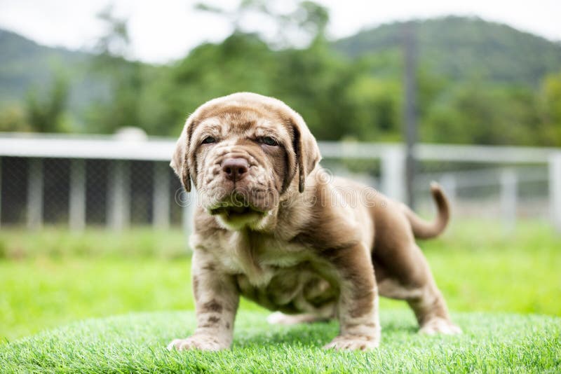 puppy light brown white cute fat on the green lawn Neapolitan Mastiff puppies mix with Bandog. puppy light brown white cute fat on the green lawn Neapolitan Mastiff puppies mix with Bandog.