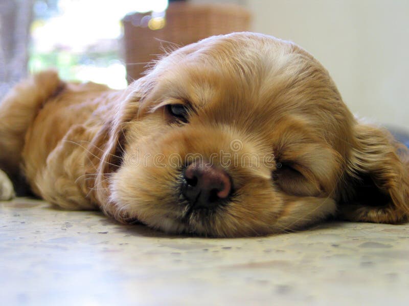 A puppy falling asleep