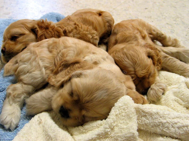 Sleeping puppies. Sleeping puppies