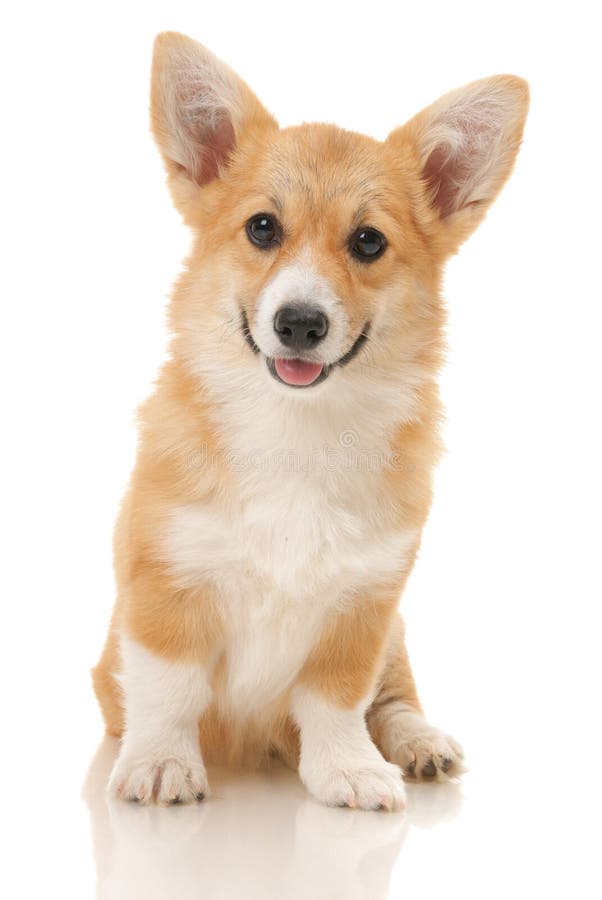 Puppy stock images