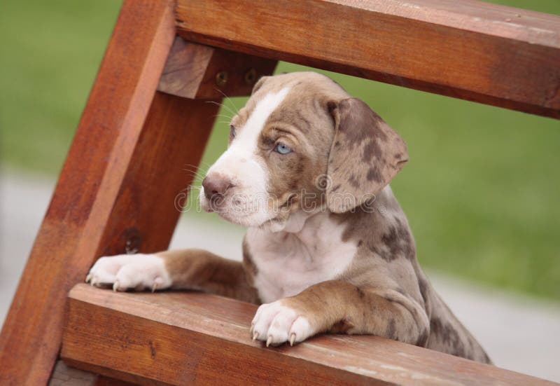 Brown puppy. Louisiana Catahoula Leopard dog