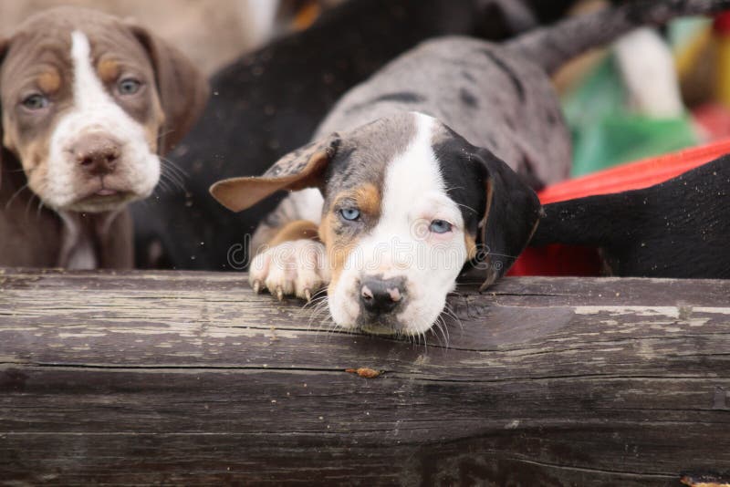 Tricolor puppy. Louisiana Catahoula Leopard dog