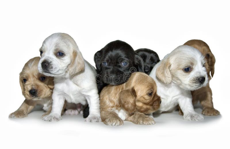 Puppy stock fotografie Puppy stock fotografie