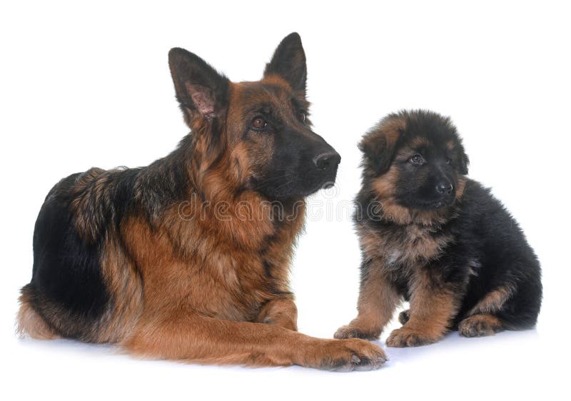 Puppy and Adult German Shepherd Stock Image - Image of mother, female ...