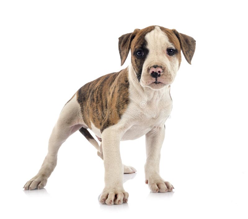 6 Puppy American Photos Free Royalty Free Stock Photos From Dreamstime