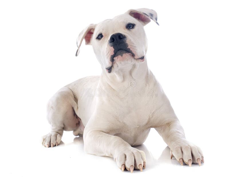Puppy american bulldog royalty free stock photography Puppy american bulldog royalty free stock photography