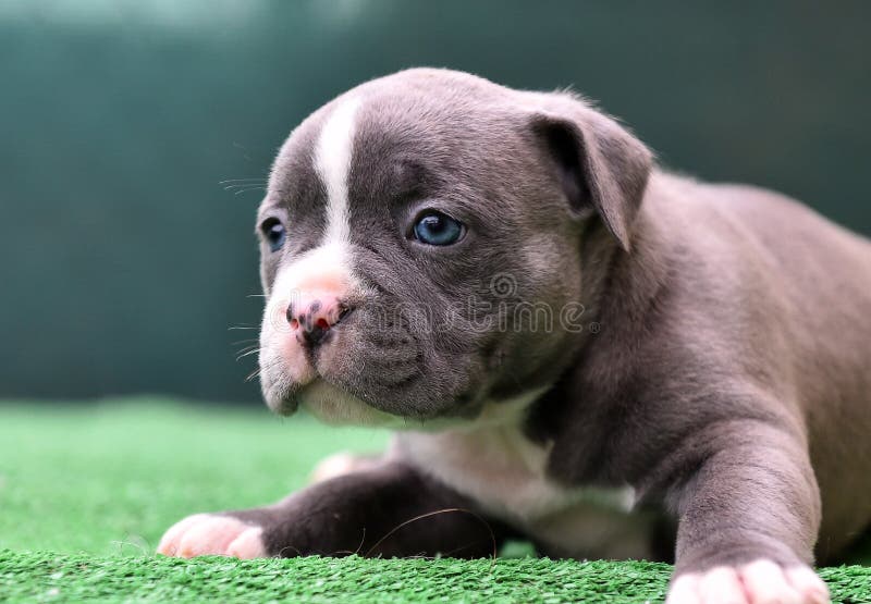 A puppy american bully dog stock image. Image of adorable - 179063305