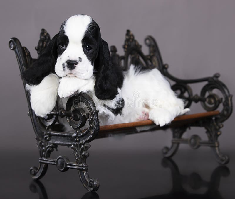 Puppy American Cocker Spaniel in Black and White Color Stock Image