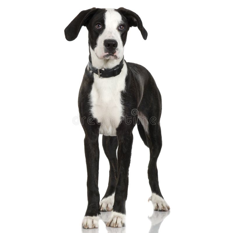 Puppy American Staff Crossing Stock Photo Image Of