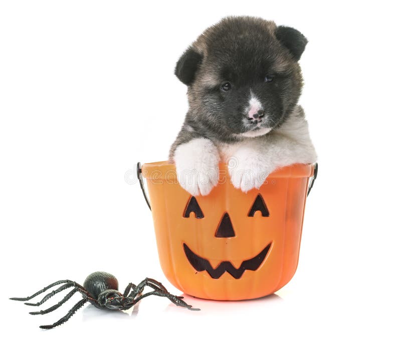 Puppy Amerikaanse akita stock afbeelding. Afbeelding ...