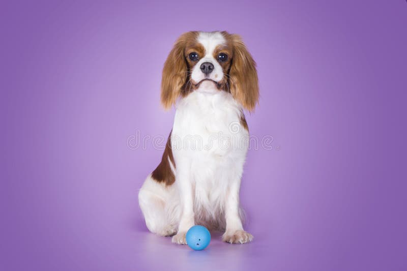 Puppy Arrogante Koning Charles Spaniel op een purpere isola als achtergrond stock foto Puppy Arrogante Koning Charles Spaniel op een purpere isola als achtergrond stock foto