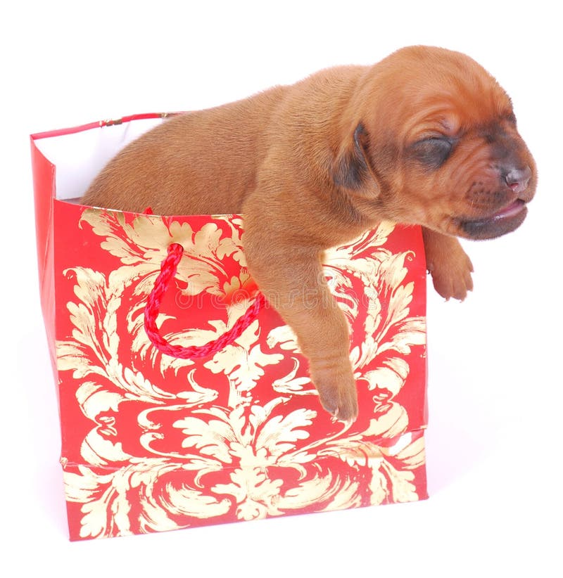 Puppy as present in gift bag