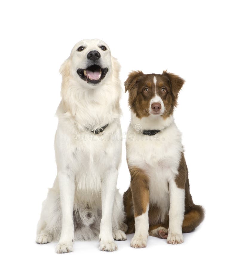 Puppy Australian Shepherd And A Golden Retriever Stock Photo Image of