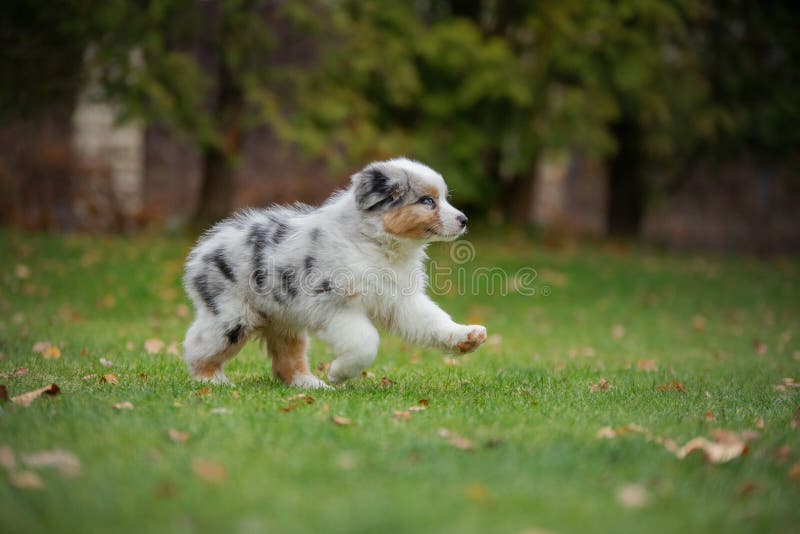 Puppy Australian Shepherd Plays. Pet Plays . Dog in the Yard on the ...