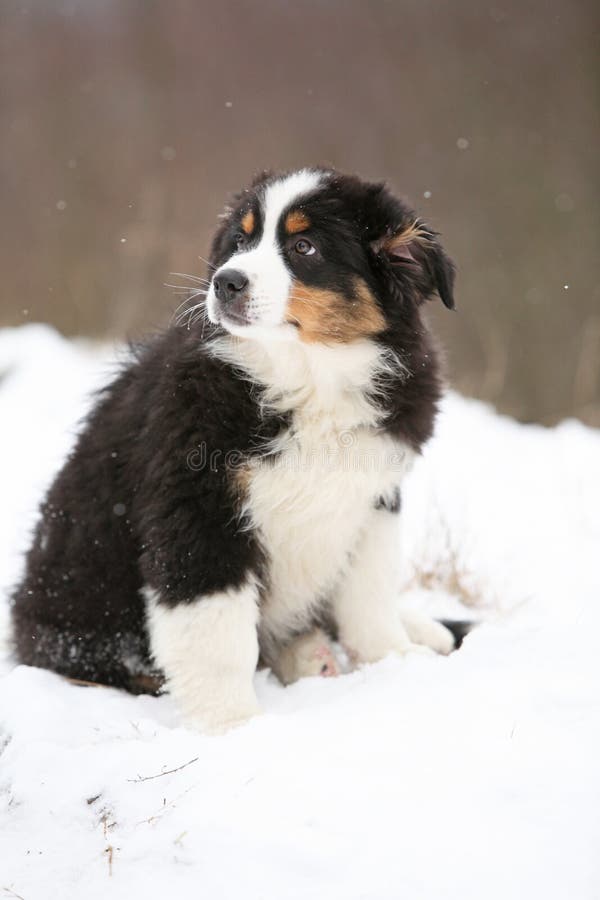 Puppy of Australian Shepherd in Winter Stock Photo Image of black