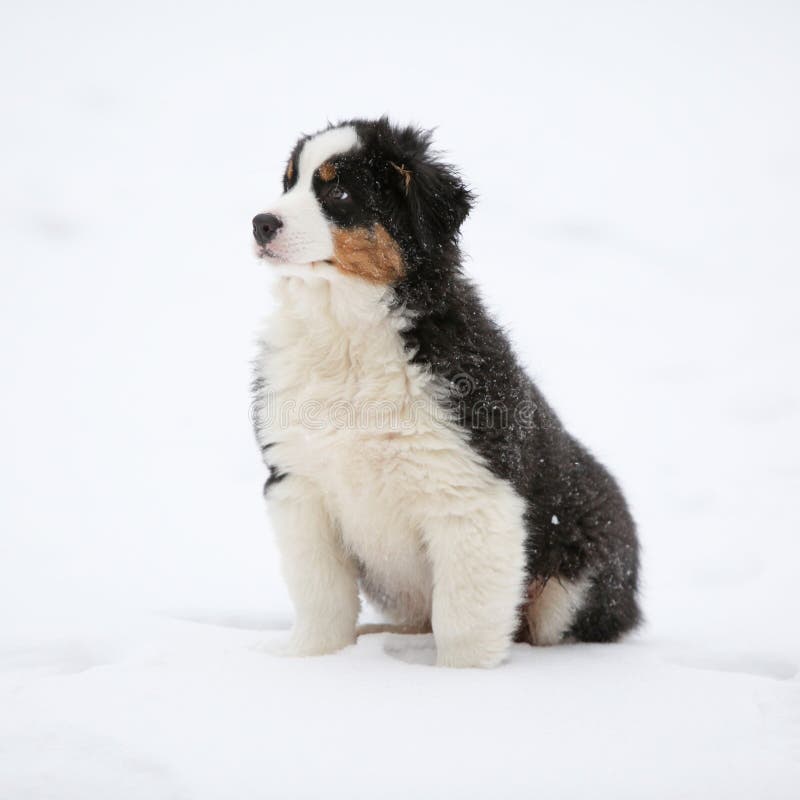 Puppy of Australian Shepherd in Winter Stock Image Image of sitting