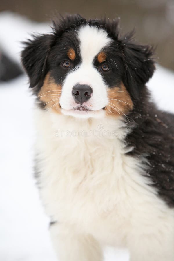 Puppy of Australian Shepherd in Winter Stock Photo Image of rest