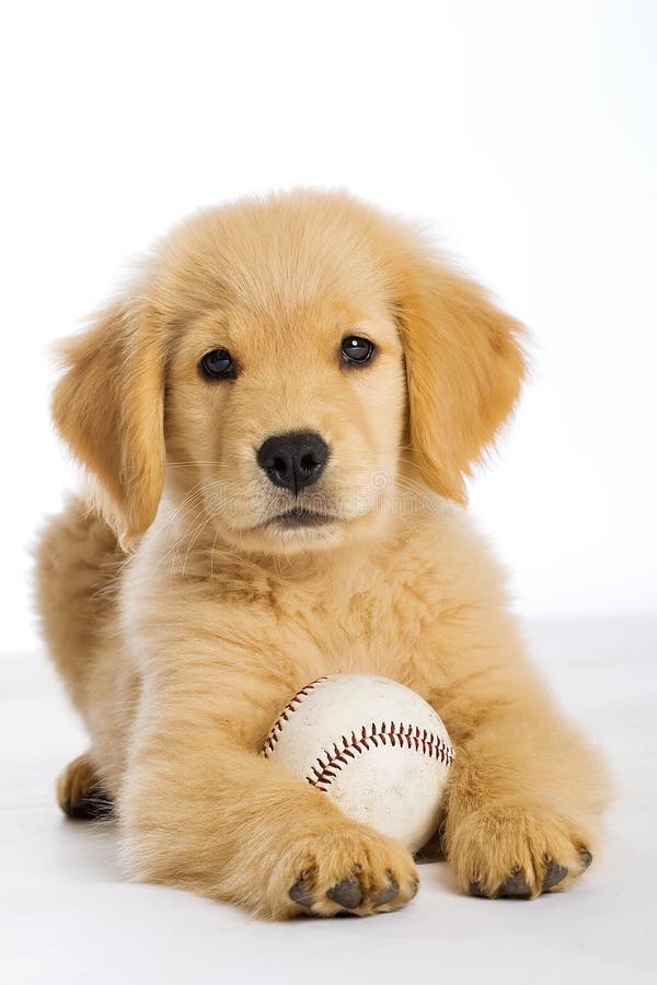 Puppy with baseball stock image. Image of golden, animal 19982723