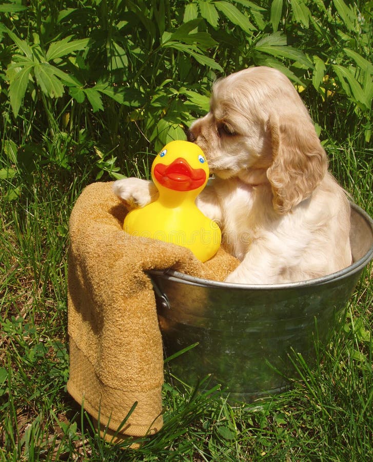 Puppy Bath Time stock image. Image of cute, calendar