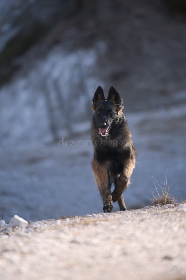 Puppy Belgische Herder stock foto's Puppy Belgische Herder stock foto's